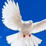 Kevin