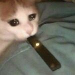 zBPawsy