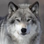 wolfboy937