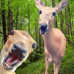 opiekj