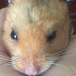 Hamsterlover