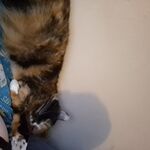 Bridgit Varangot - twitch username