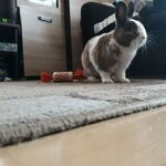 Jakub