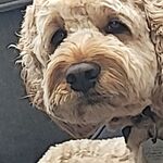 Dylan