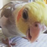 powerade_bird