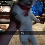 Westin Provins - tiktok username