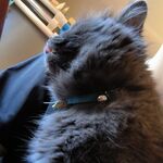 Roko - discord username