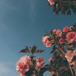 shorthairedbeauty
