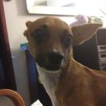 MyDoggosCute