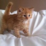 Tamsin