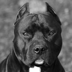 Kingtitus