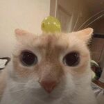 Dummy - instagram username