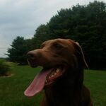 Jake