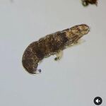 Matteo Brunetti - instagram username
