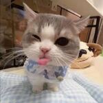 The_Cat_Meow_