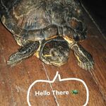 Turtle