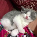 Kitty-934
