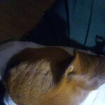 Jasson