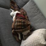 _CutePuppys
