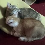 StevenJun