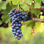 Grapevine