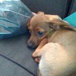 Junior