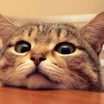 CuteKitten27481