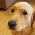 Doglover123