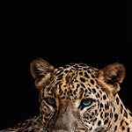 omer bin salam ba-akraman