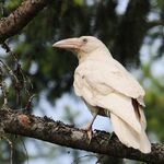 redraven