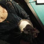 kittenboop