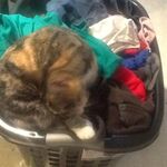 Johannah_smit2020