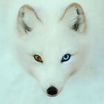 Peteyfox