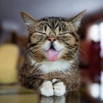 Tiny timebear