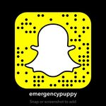 Emergencypuppy