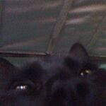 Angel :]]