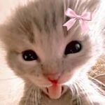 Solar - tiktok username