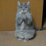 lonecatprince