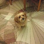 jesse_li2002
