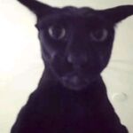 LJ - instagram username