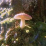 alasia