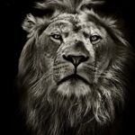 Shazil