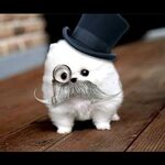 stevenscottydawg