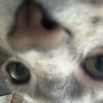Alex smith - telegram username