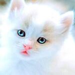 abrar