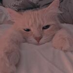 Lilly - kik username