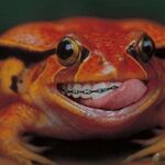 Dan