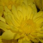 floral_photog_