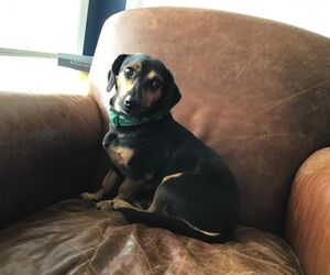 Gus
