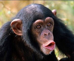 Harambe